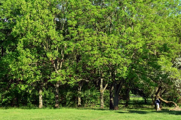 Kamu parki yeşil çim sahası, yeşil ağaç bitki ve bir parti bulutlu mavi gökyüzü ile sahnede güzel park