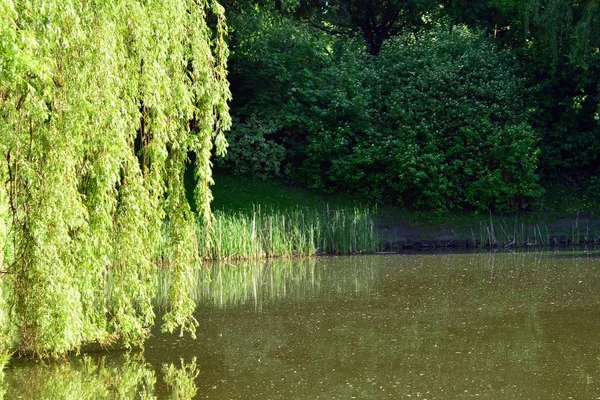 Lago Parque — Foto de Stock