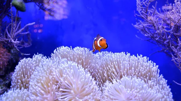 Clownfish Amphiprioninae Akvarijní Nádrže Útes Jako Pozadí — Stock fotografie