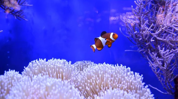 Clownfish Amphiprioninae Akvarijní Nádrže Útes Jako Pozadí — Stock fotografie