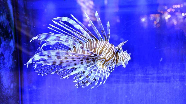 Common Lionfish Pterois Volitans Closeup Blue Aquarium — 스톡 사진