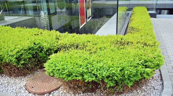 Edificio Ecológico Con Vegetación Que Adorna Las Paredes Suelo Fachadas —  Fotos de Stock