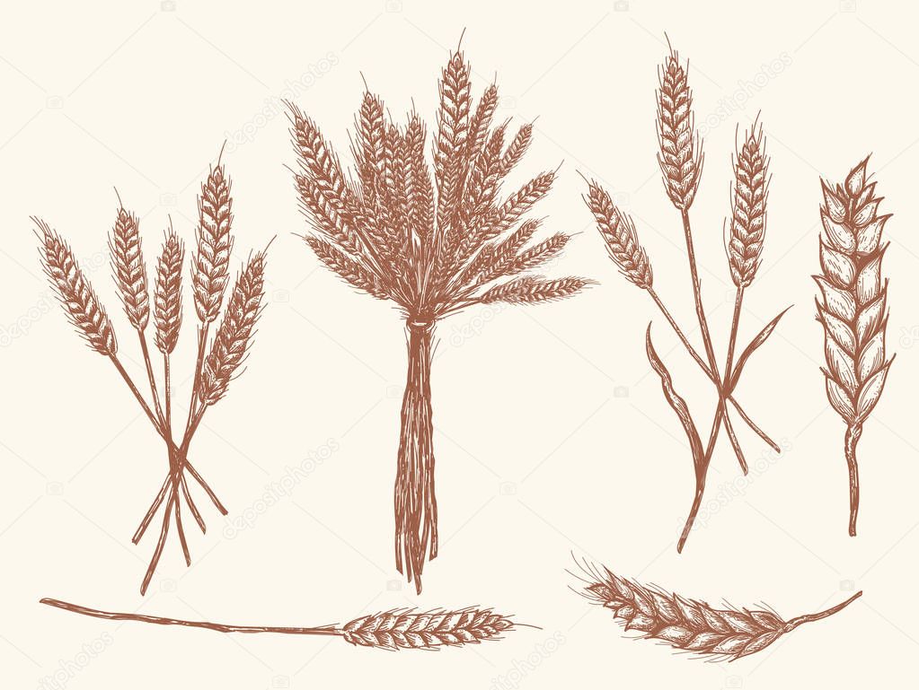 Wheat ears sketch doodle, vector collection wheat