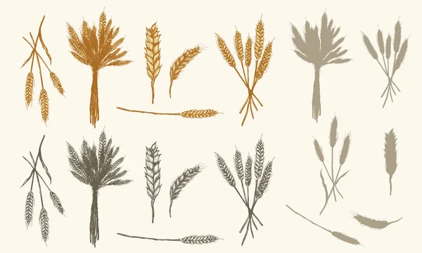 Wheat ears sketch, vector collection had drawn wheat — Stock Vector