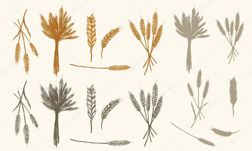 Wheat ears sketch, vector collection had drawn wheat