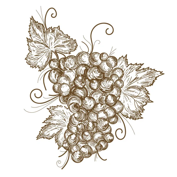 Виноградный вектор — стоковый вектор