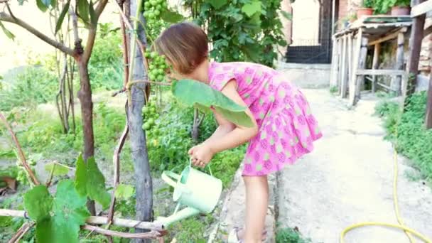 Ragazza felice giardinaggio dando acqua ai pomodori — Video Stock