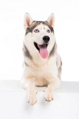 komik Sibirya husky köpek, üzerinde beyaz izole 