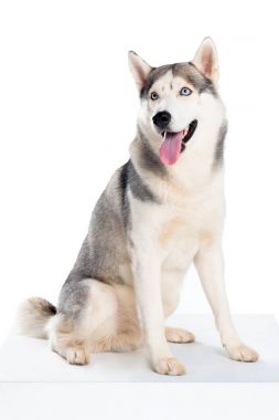 Sibirya husky köpek, üzerinde beyaz izole stüdyo çekim 