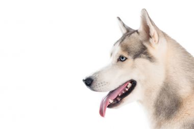 Sibirya husky köpek, üzerinde beyaz izole stüdyo çekim 