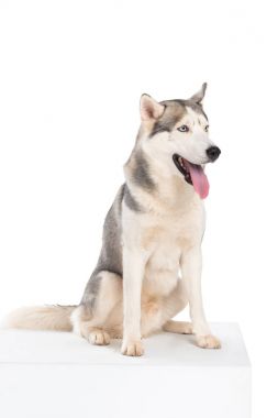 Sibirya husky köpek, üzerinde beyaz izole stüdyo çekim