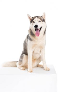 Sibirya husky köpek, üzerinde beyaz izole stüdyo çekim 