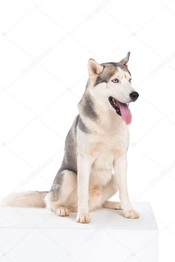 studio shot of siberian husky dog, isolated on white