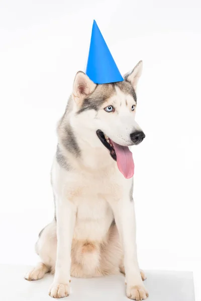Estudio disparo de perro husky siberiano en sombrero de fiesta azul, aislado en blanco - foto de stock