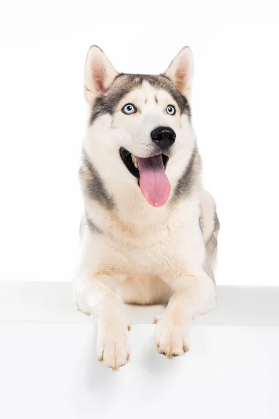 Funny siberian husky dog, isolated on white — Stock Photo