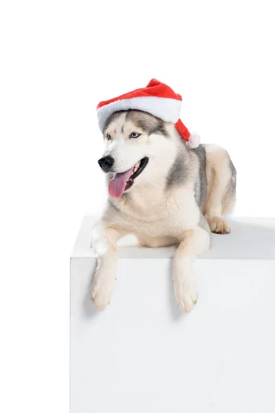 Plan studio de chien husky sibérien en chapeau de Père Noël, isolé sur blanc — Photo de stock