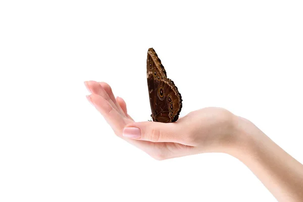 Cropped shot of woman holding butterfly on hand isolated on white — Stock Photo