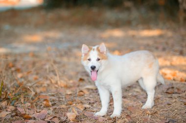 Sonbahar açık havada doğa yolda oynayan güzel sevimli Tay bangkaew köpek yavrusu.