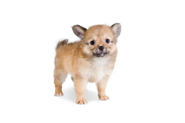 Hermosa mezcla de cachorro de Chihuahua Pomeranian aislado sobre fondo blanco . —  Fotos de Stock