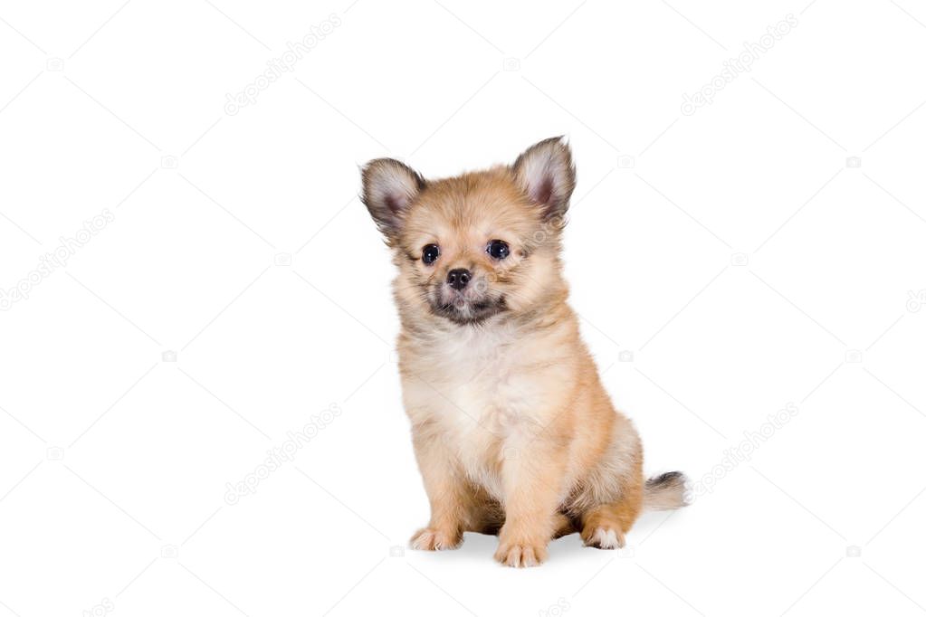 Beautiful Pomeranian mix Chihuahua puppy isolated on white background.