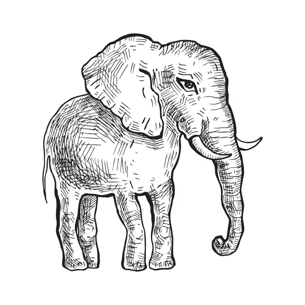 Elefante. Ilustração vetorial —  Vetores de Stock