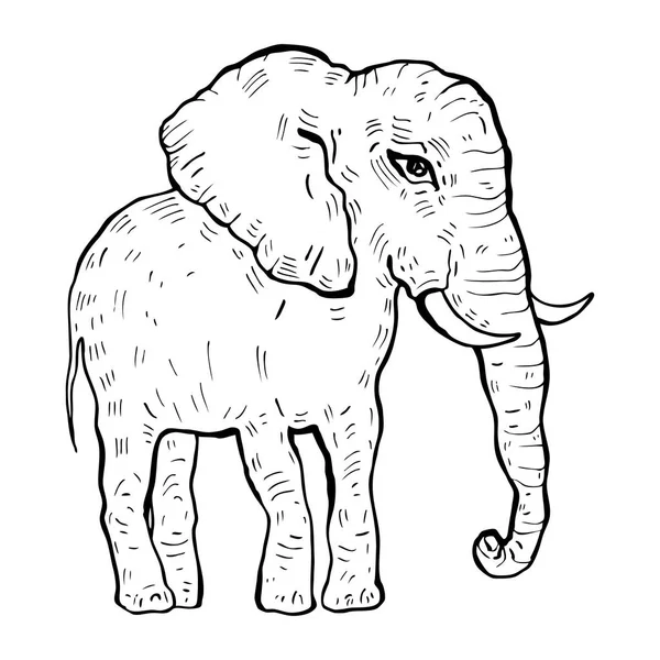 Elefant. Vektorillustration — Stockvektor