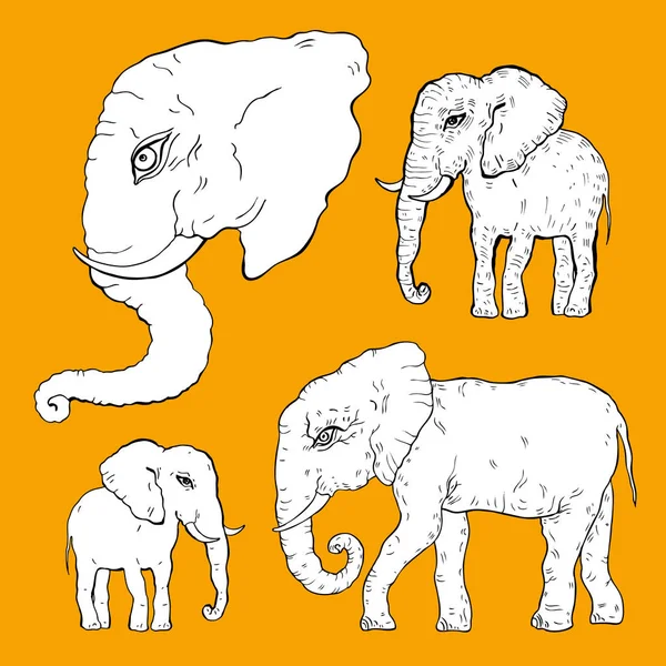 Éléphant. Illustration vectorielle — Image vectorielle