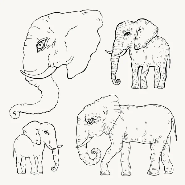 Éléphant. Illustration vectorielle — Image vectorielle