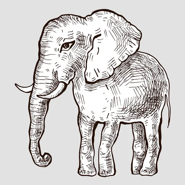 Elefant. Vektorillustration — Stockvektor