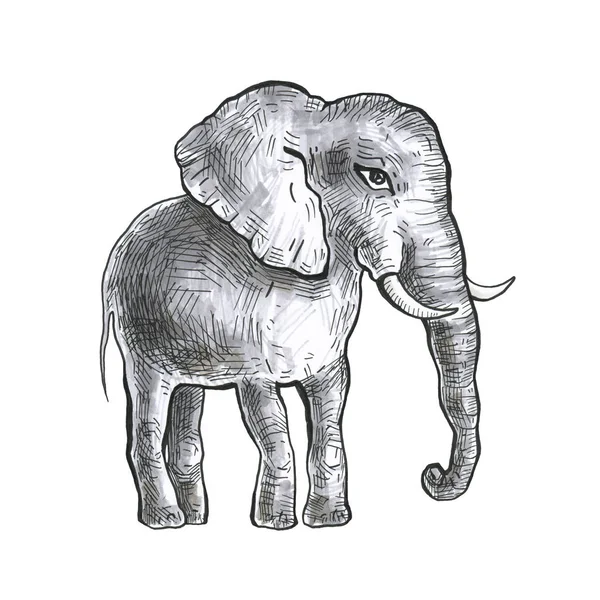 Elefante desenhado à mão . — Fotografia de Stock