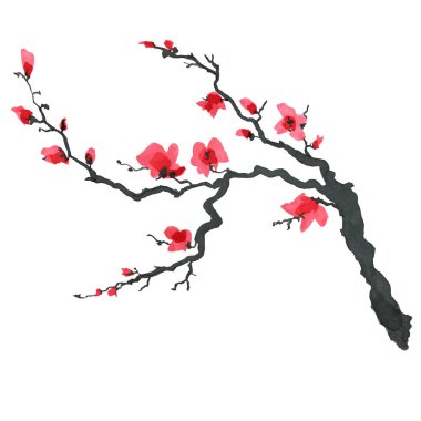 Sakura ağacı Japon tarzı içinde. Suluboya el boyama çizim