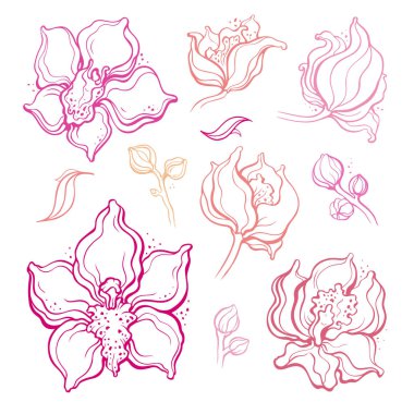 Çiçek kümesi, orkide. Güzel el çizilmiş tasarım öğesi