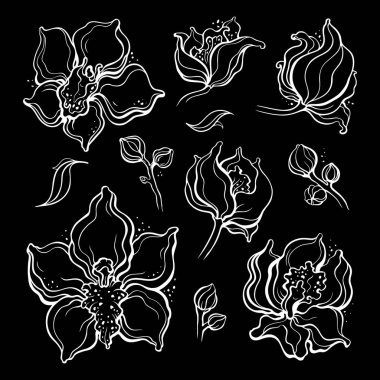 Çiçek kümesi, orkide. Güzel el çizilmiş tasarım öğesi