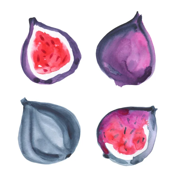 Figs. Watercolor exotic fruit. Hand drawn illustration — Stock Photo, Image