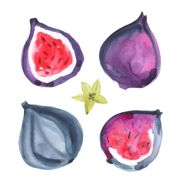 Figs. Watercolor exotic fruit. Hand drawn illustration — Stock Photo, Image
