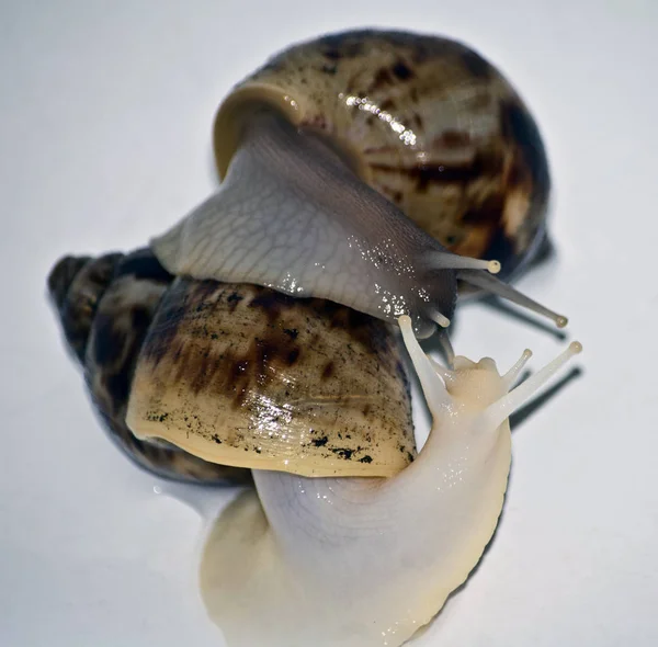 Snails love with white isolate — Stock Photo, Image