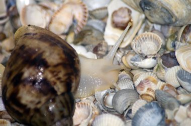 arka planda deniz kabukları ile salyangoz