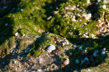 Yeşil yosun sahilde