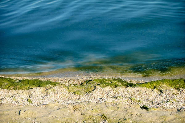 Algas verdes na praia — Fotografia de Stock