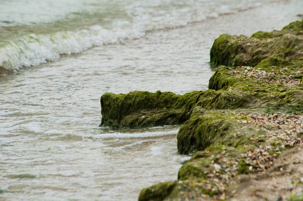 Зеленые водоросли на пляже — стоковое фото