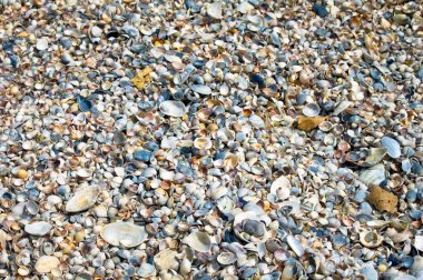 Deniz kabuklarını ayrıntılarda kumlu bir plaj üzerinde