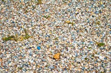 Deniz kabuklarını ayrıntılarda kumlu bir plaj üzerinde