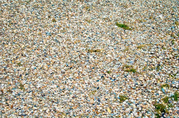 Mušle na písečné pláži v detailech — Stock fotografie
