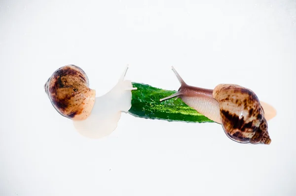 Schnecken mit grünen Gurken isoliert — Stockfoto