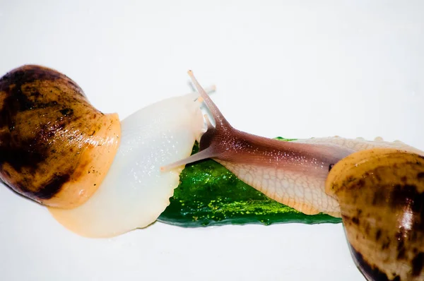 Snails with green cucumber isolated — Stock Photo, Image