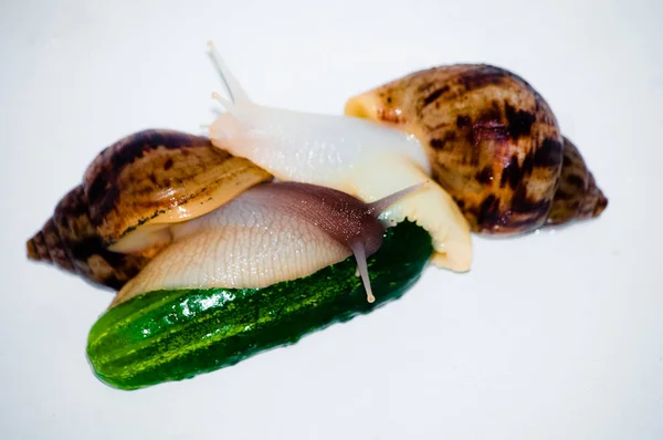 Snails with green cucumber isolated — Stock Photo, Image