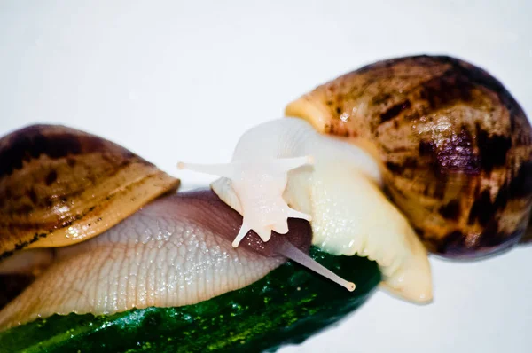 Lumache con cetriolo verde isolato — Foto Stock