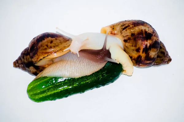 Ślimaki z zielonym ogórkiem na białym tle — Zdjęcie stockowe