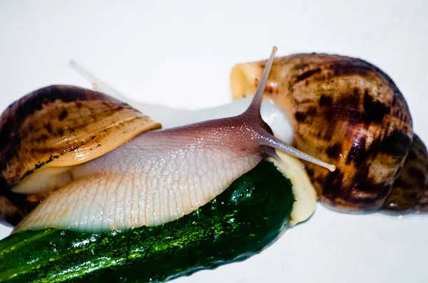 Σαλιγκάρια με πράσινο αγγούρι απομονωμένες — Φωτογραφία Αρχείου