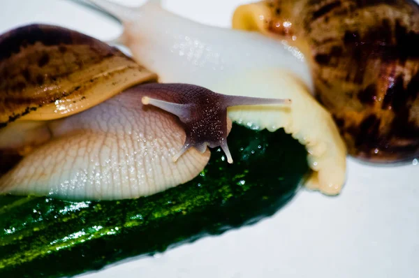 Snails with green cucumber isolated — Stock Photo, Image